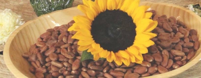 Girasol y granos de cacao preparados para una ceremonia